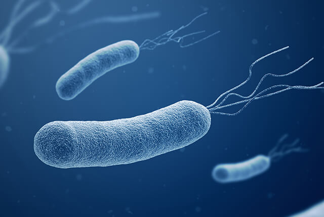 ピロリ菌のイメージ